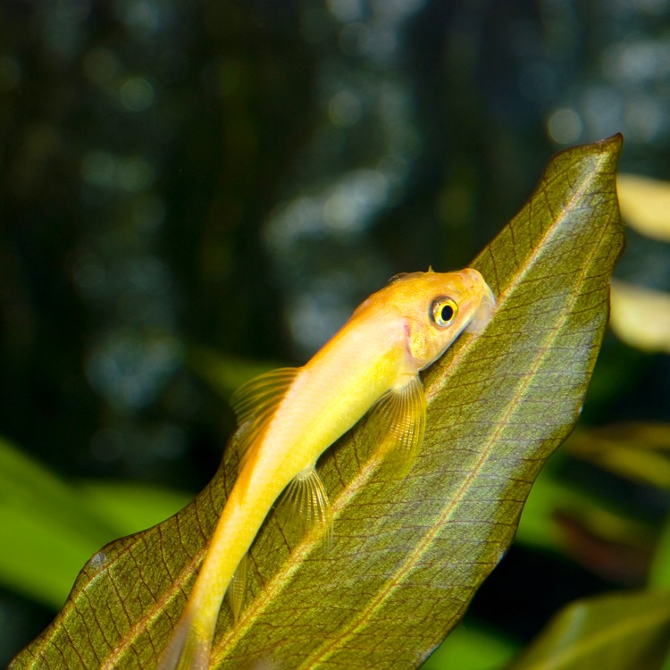 Gyrinoch.aymonieri   Siamese alg.goud M